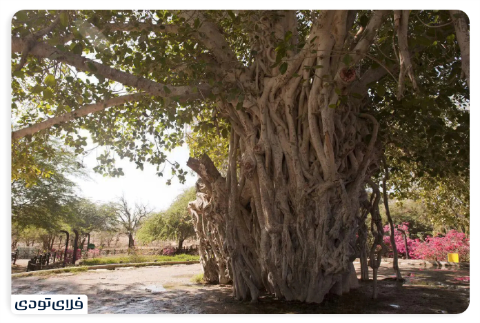 Name of Qeshm fig tree