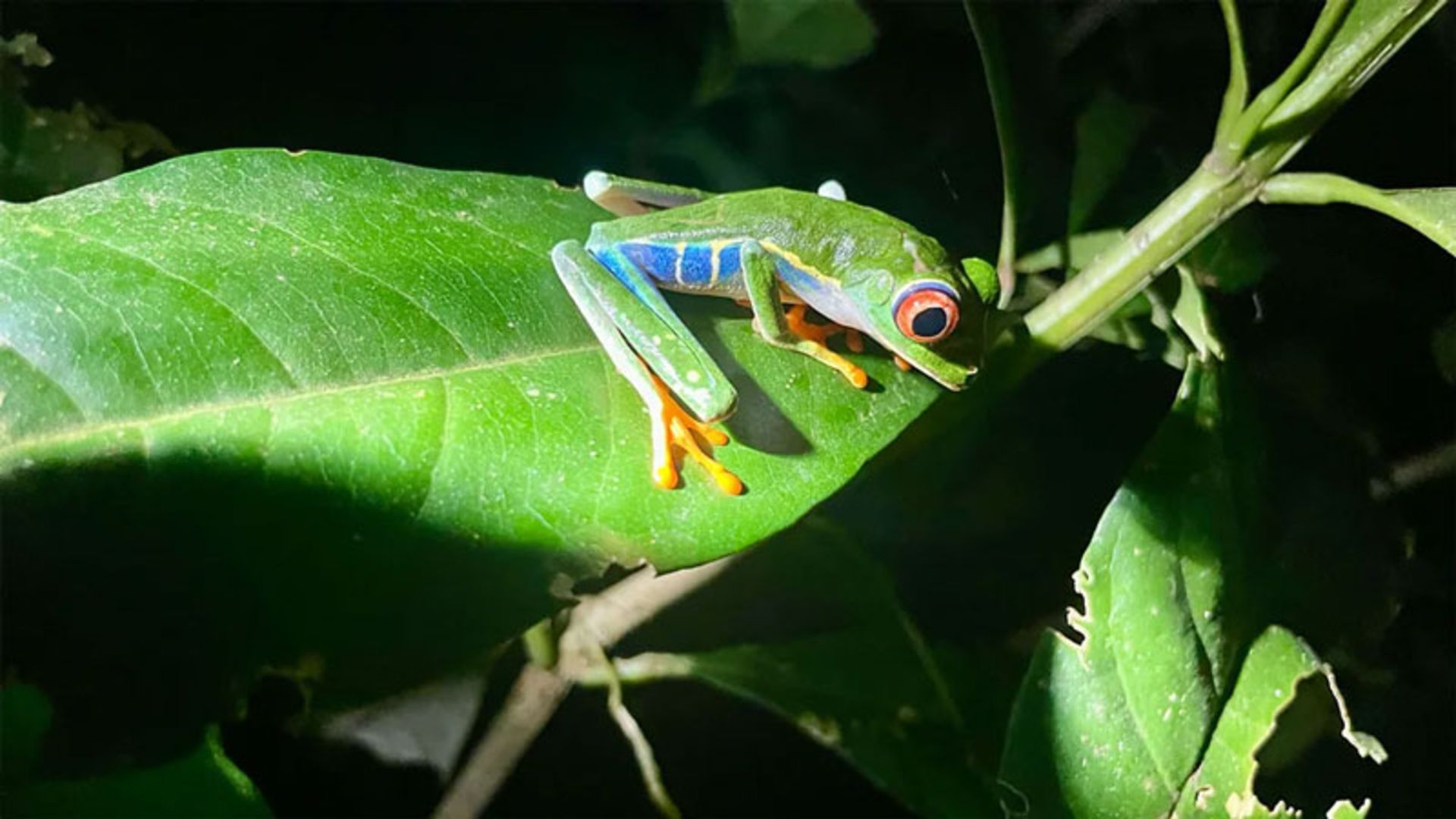 A tree frog in the forest of Costa Rica