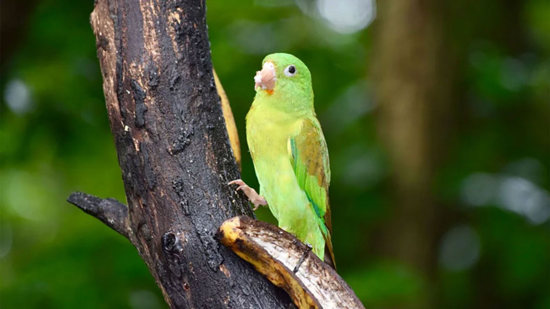A small green parrot in the forest of Costa Rica
