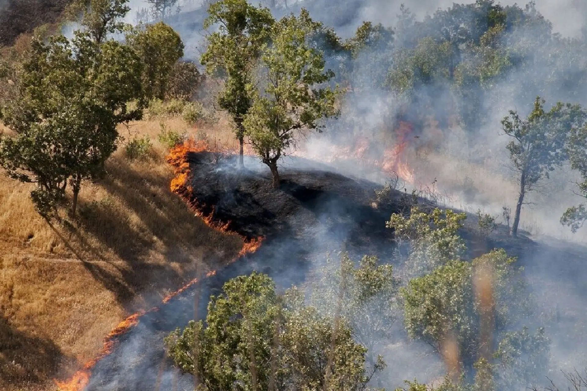 Hyrcanian forests are burning; The endless story of the destruction of the green treasure (+ latest status)