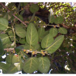 Fig tree of Qeshm temples