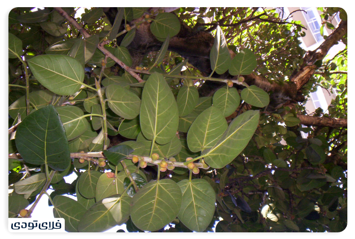 Fig tree of Qeshm temples