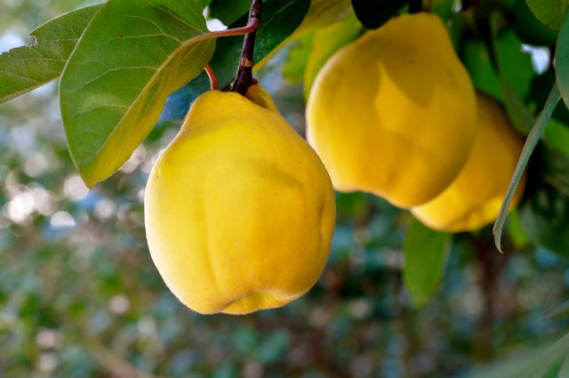 The properties of the fruit and how to consume it