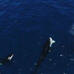 Shark hunting by whales