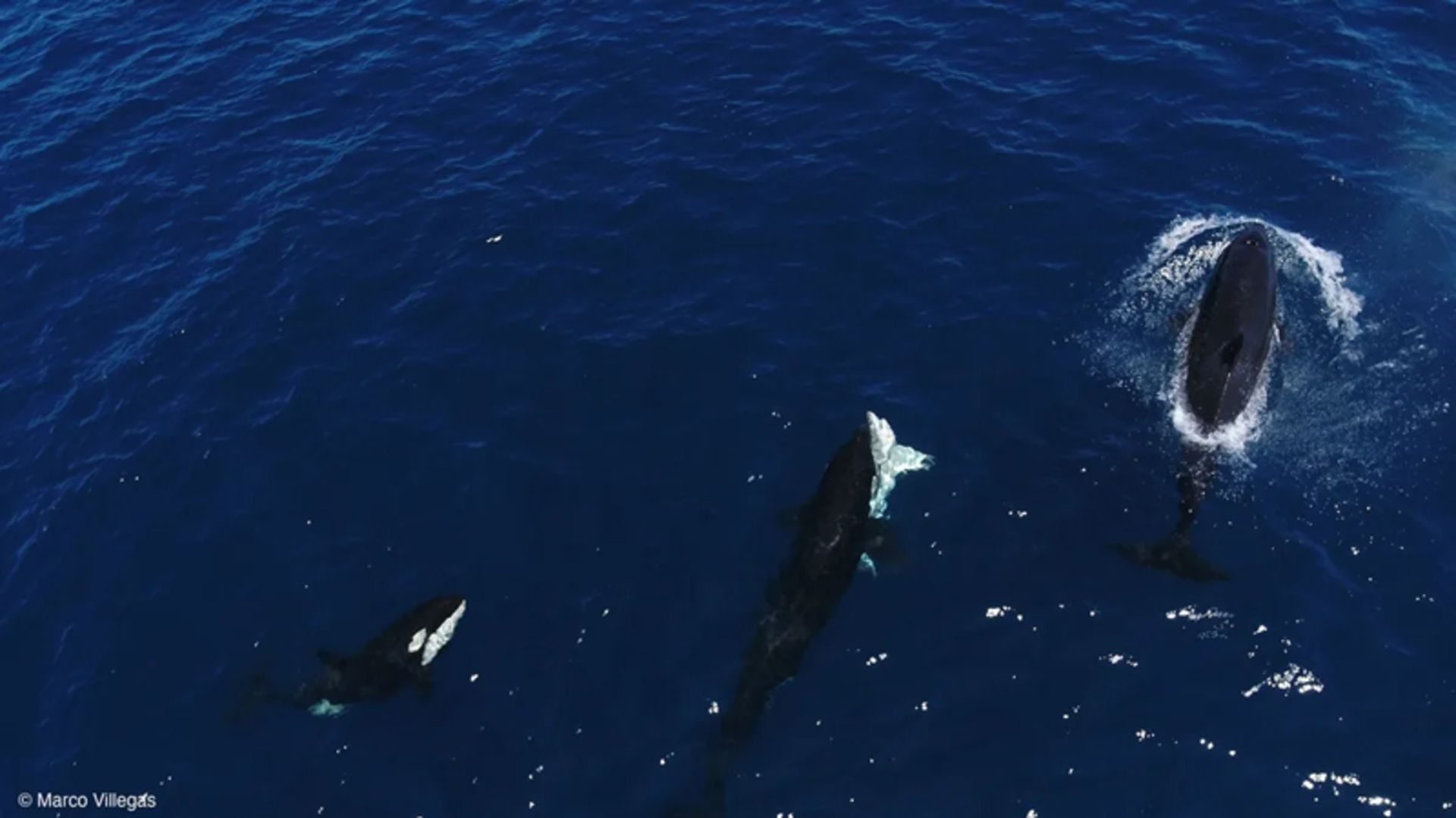 Shark hunting by whales