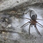 The largest spider web in the world