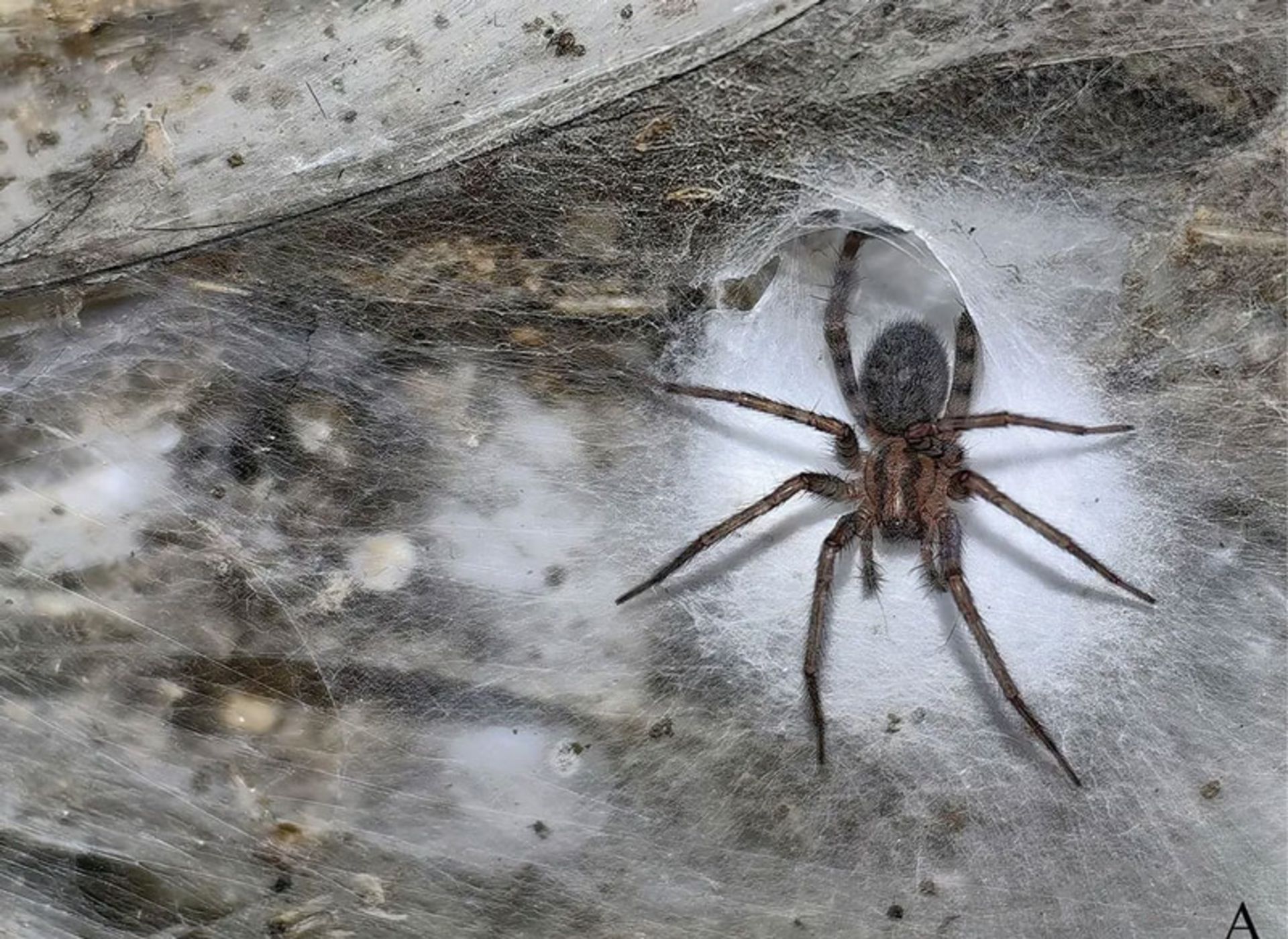 The largest spider web in the world