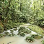 Amazon forests, South America