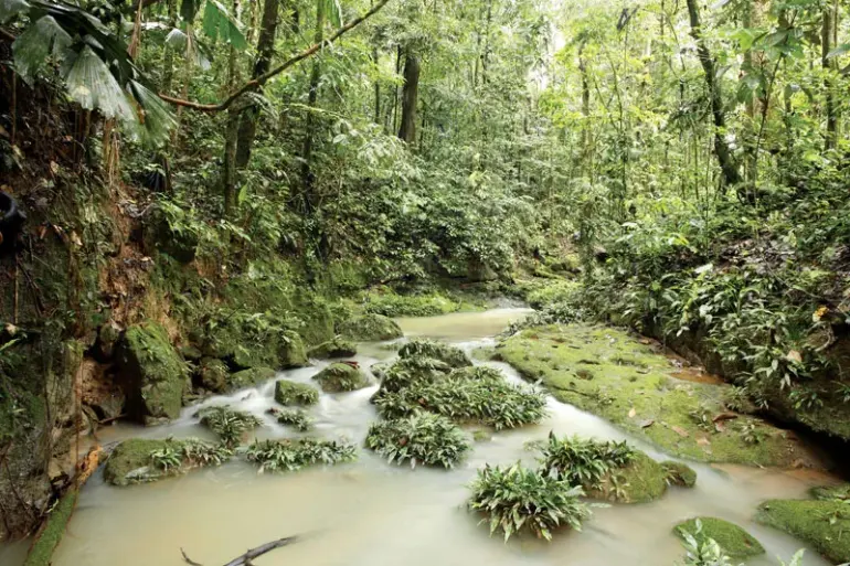 Amazon forests, South America