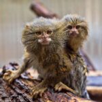 Knuckle Monkeys: The World's Smallest Monkeys That Are Loud and Loveable - Diginoy