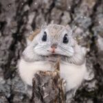 This squirrel is the cutest animal in the world - Diginoy