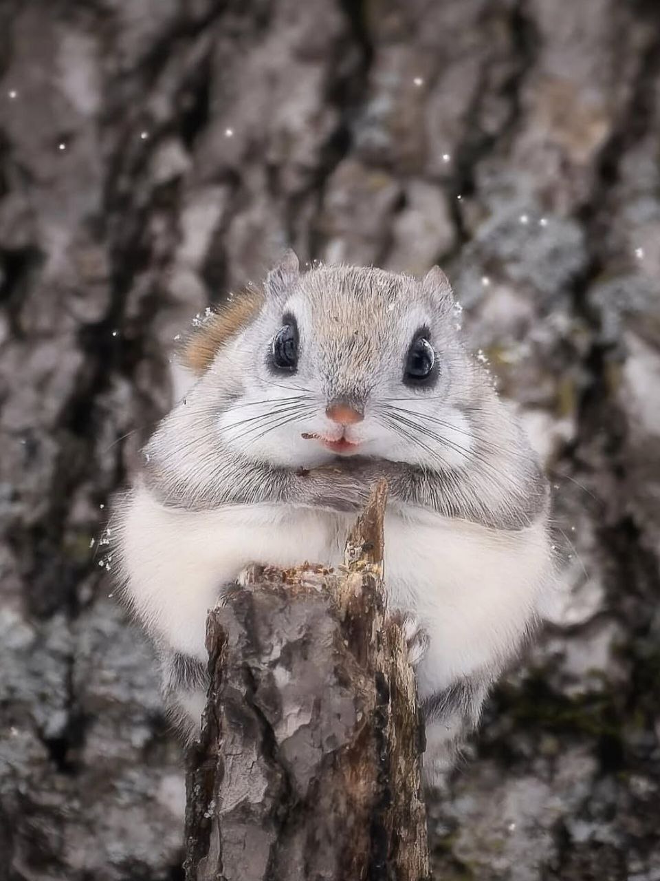 photo_5814155610545654877_y This squirrel is the cutest animal in the world - Diginoy