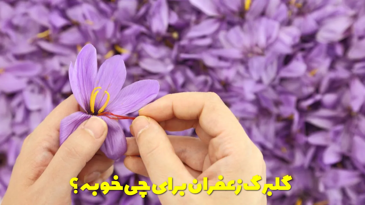What is saffron petal good for?
