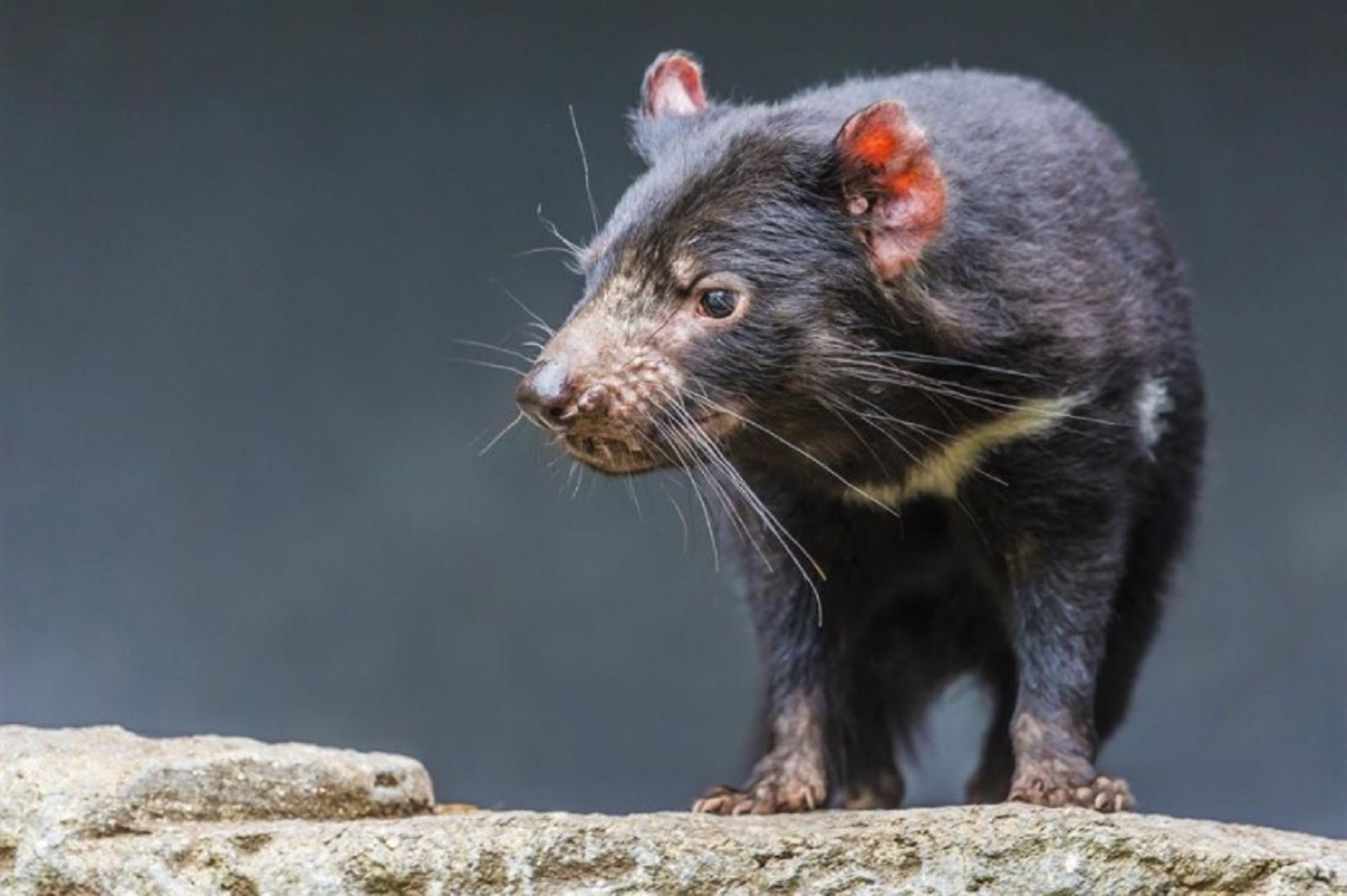 Tasmanian devil on a tree branch