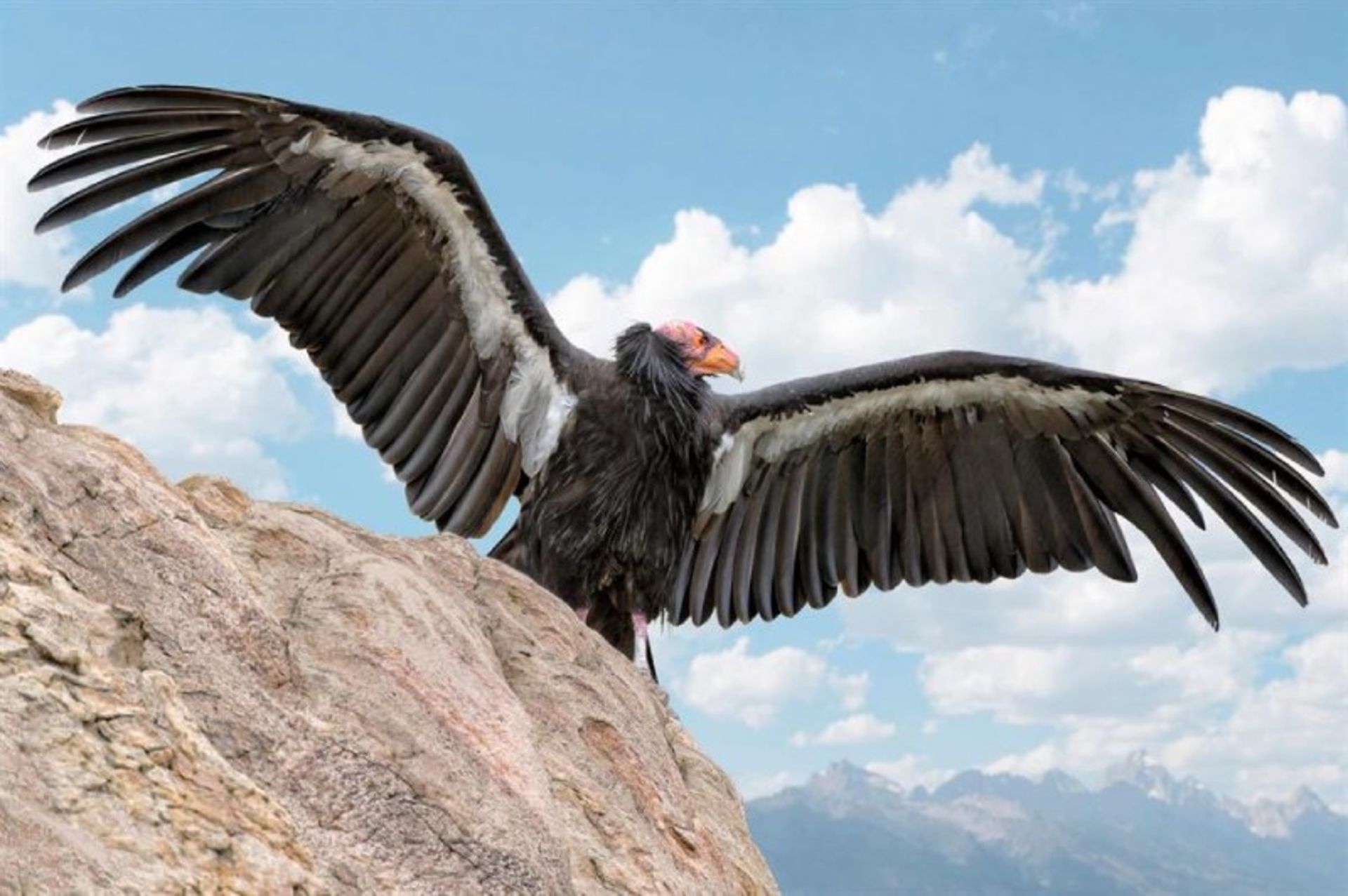 California vulture in the wild