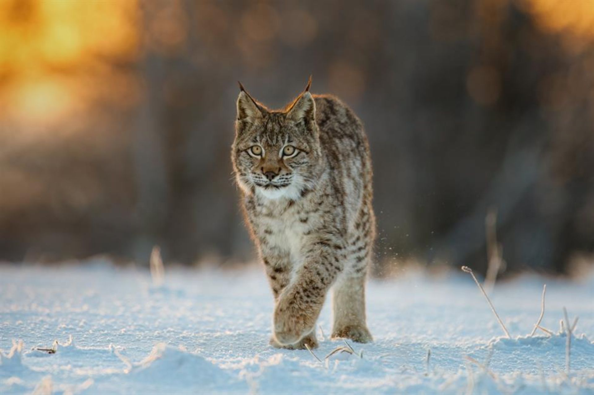 Eurasian passion in snowy nature