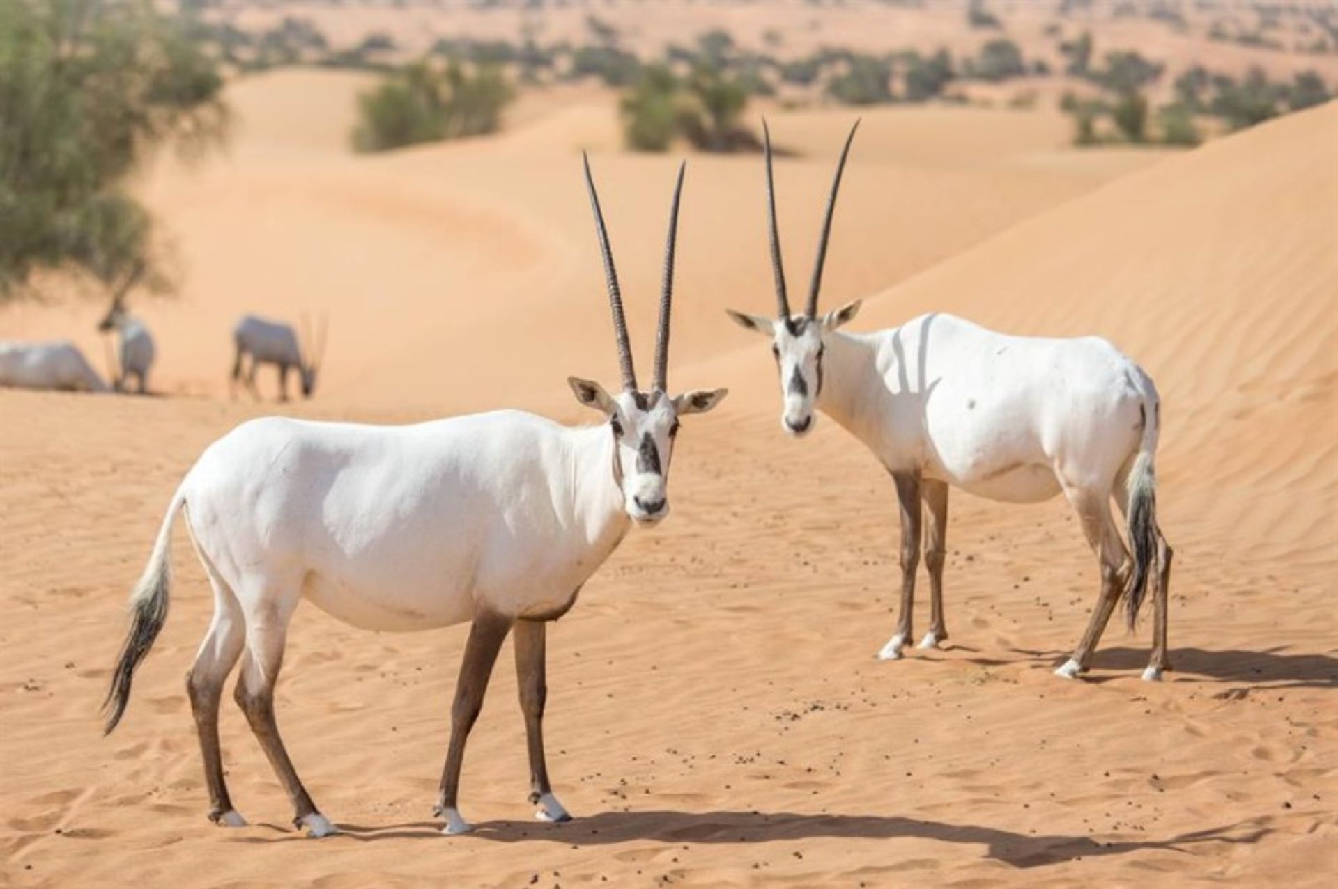 Arabian oryx in nature