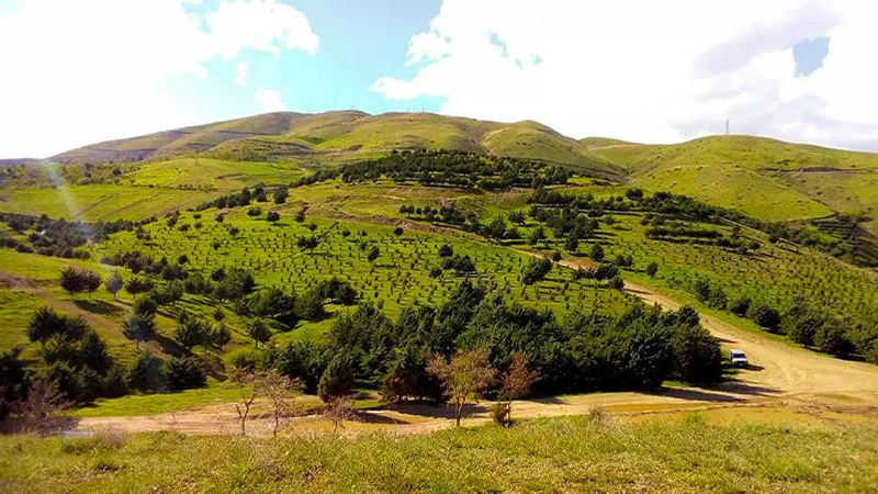 Sohank Forest Park
