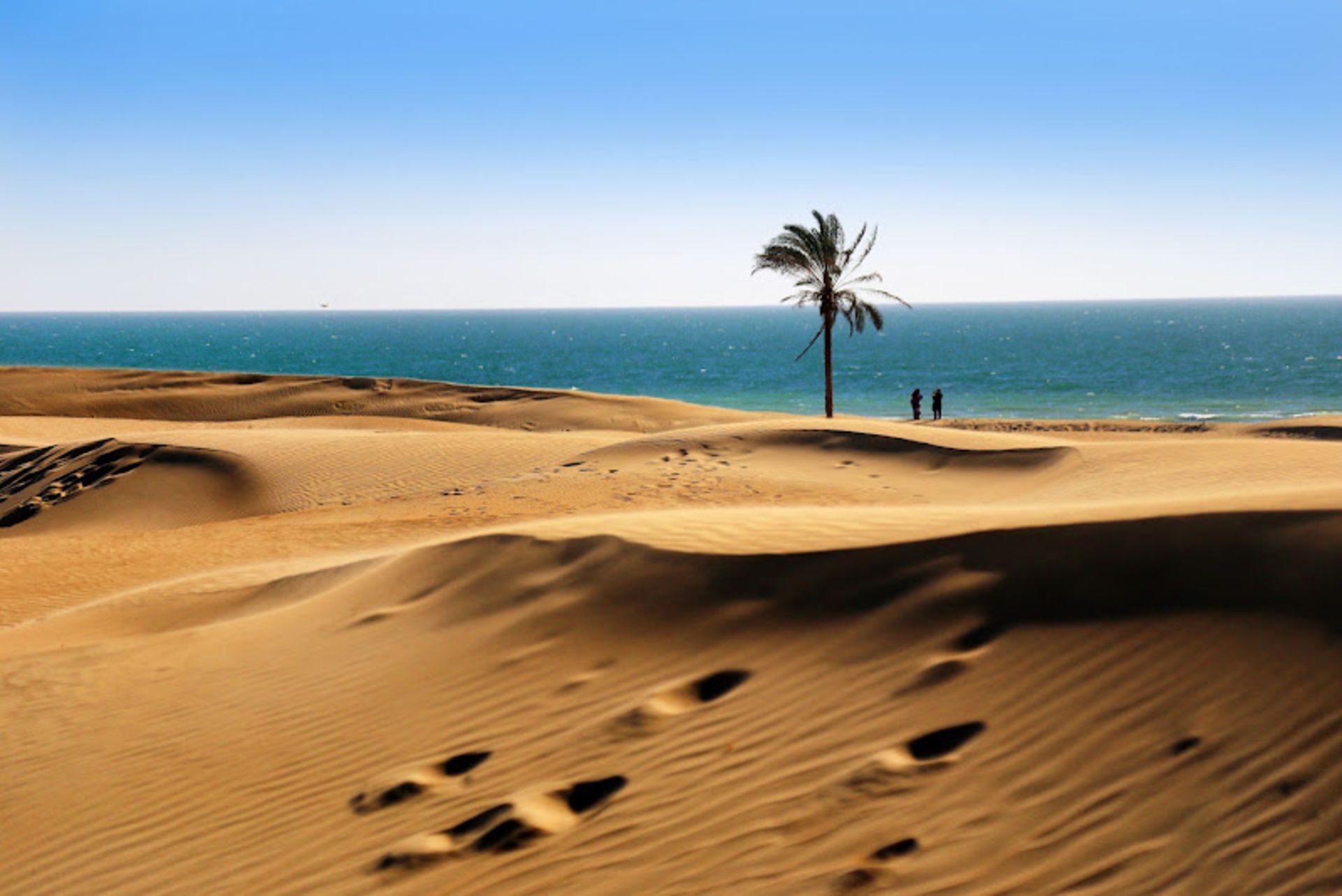 Palm tree by the beach of Darek Chabahar