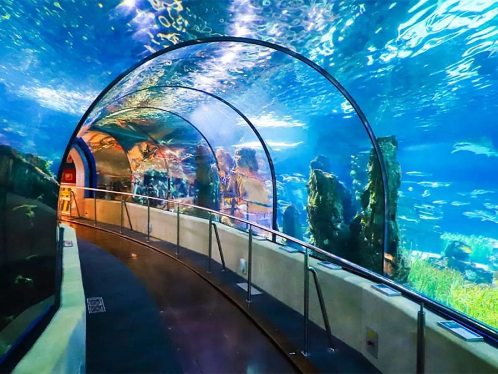 Glass tunnel in Kish aquarium