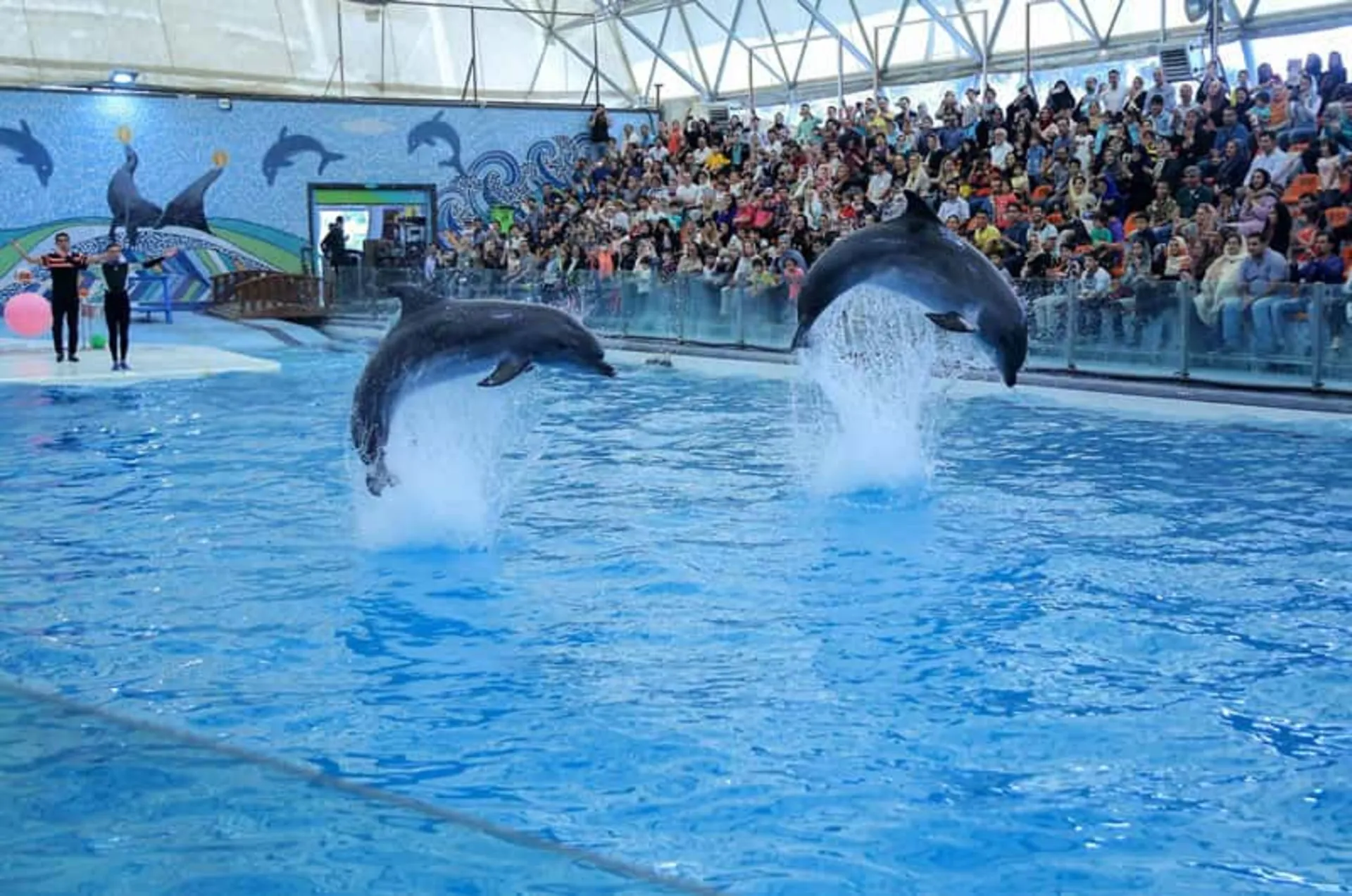 Demonstration movemes of dolphins in Kish Dolphin Park swimming pool