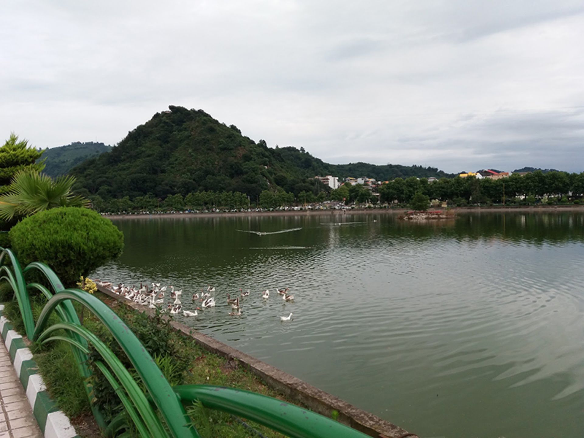 Ducks on the edge of Lahijan pool