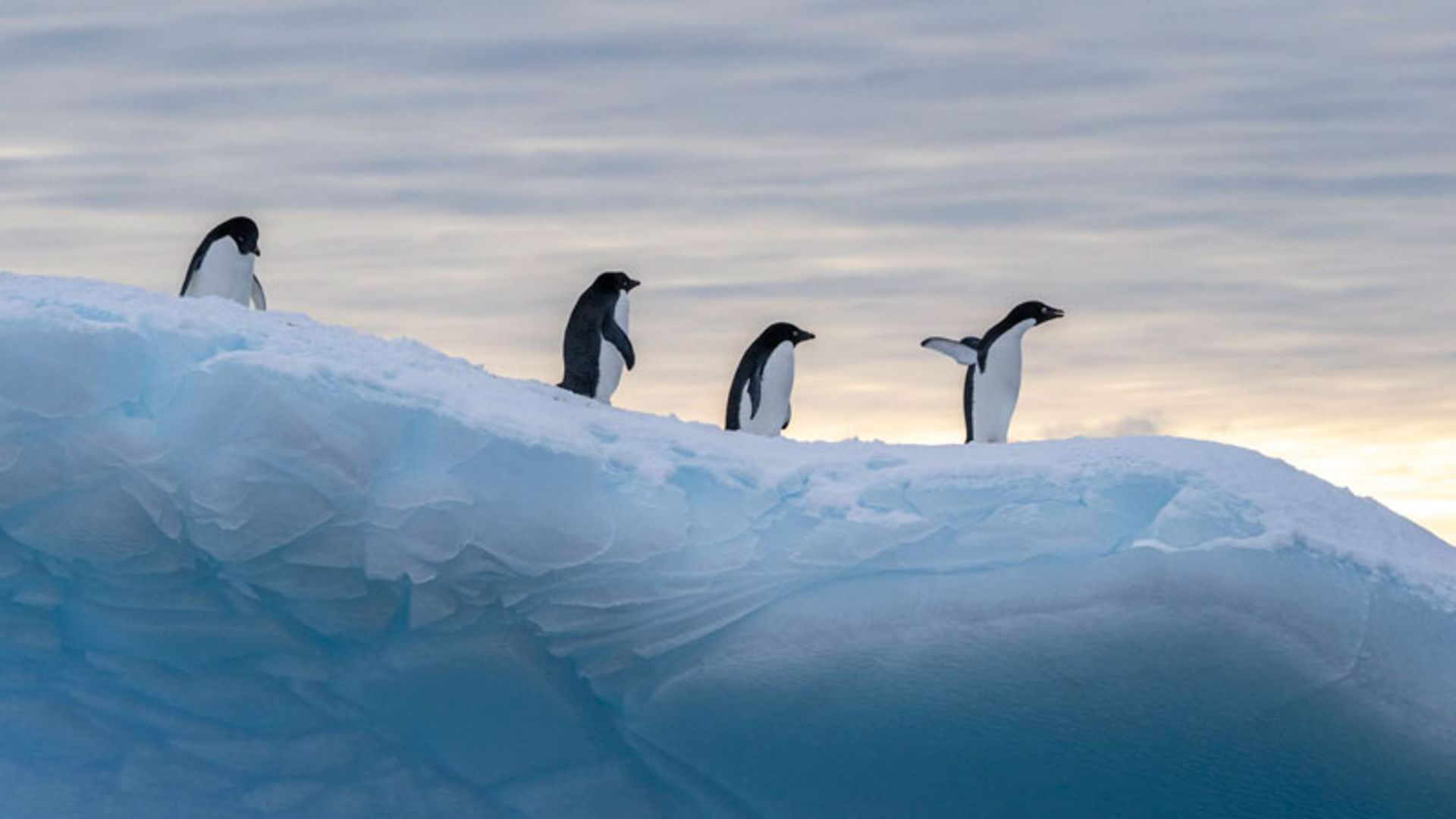 Penguins on a cliff in Aarctica