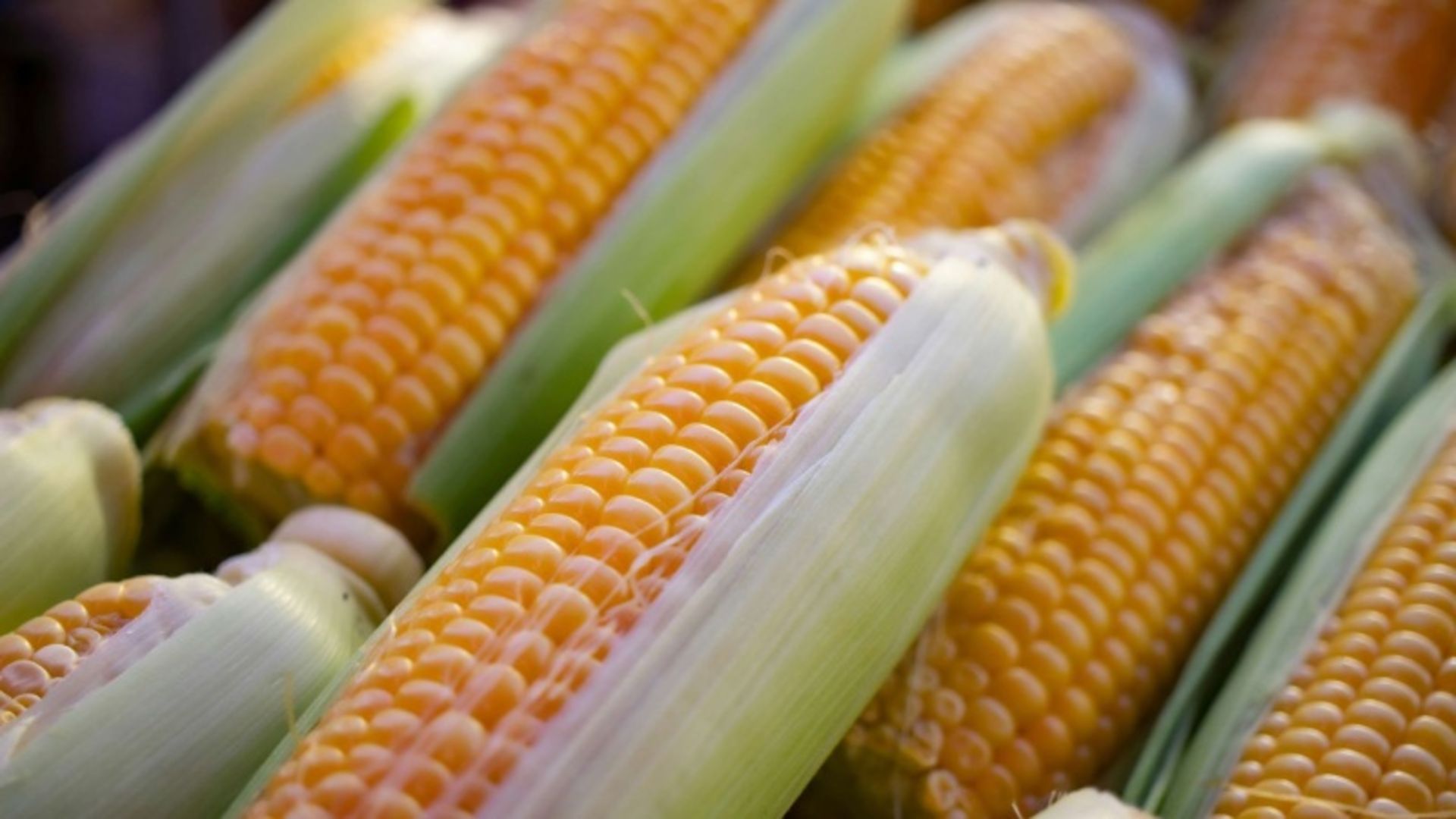 Lots of raw corn