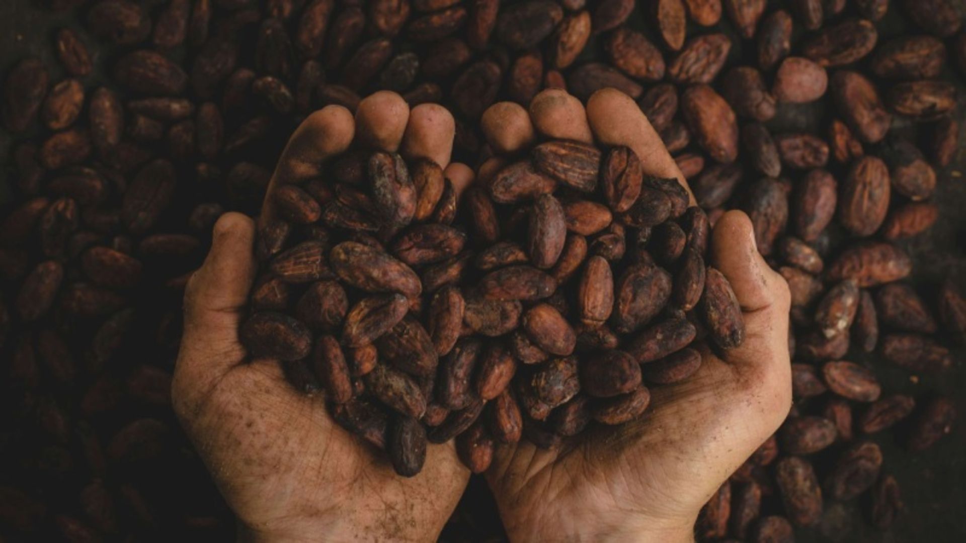 Cocoa beans in the hands of a man