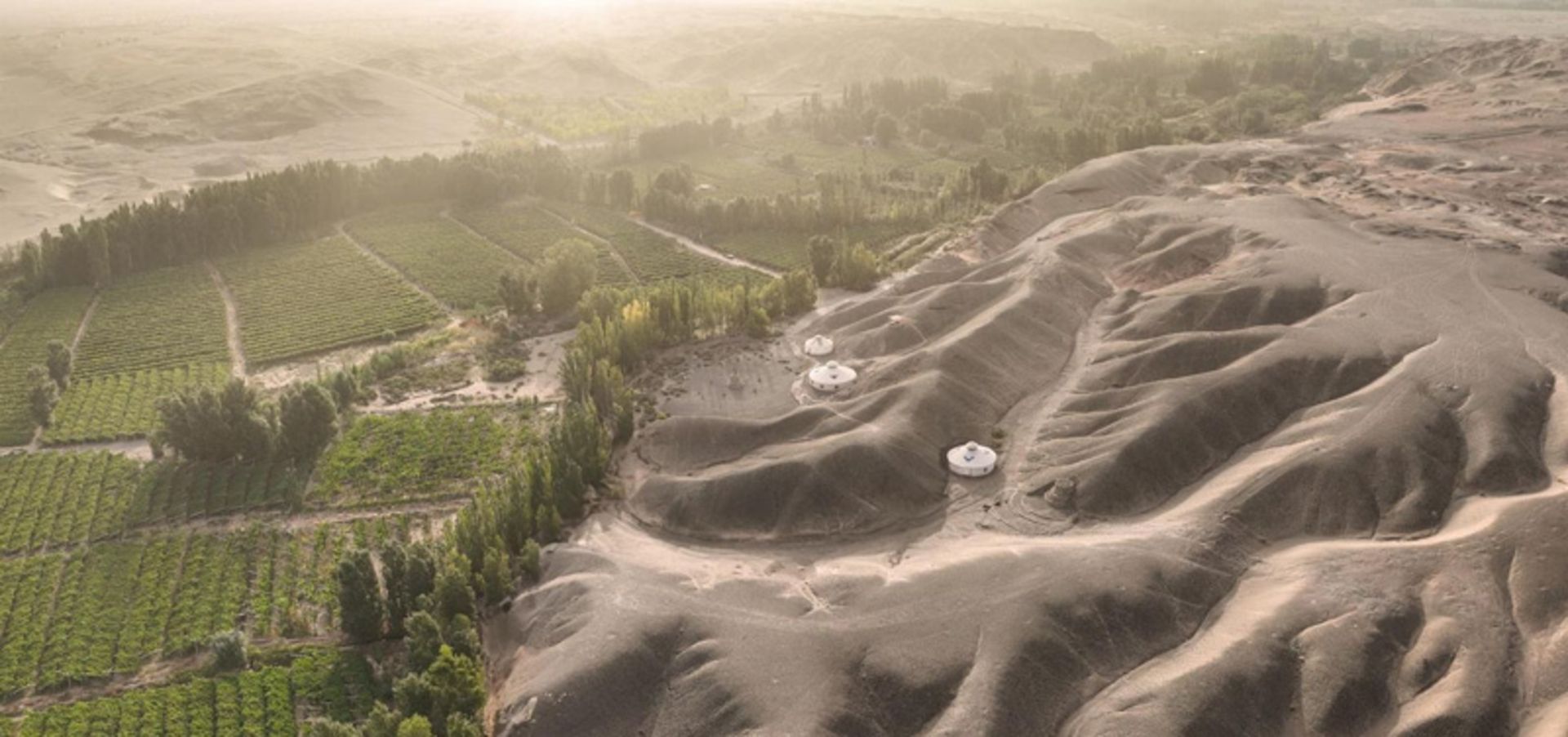 A tree plaation in fro of the sand dunes of the Gobi desert