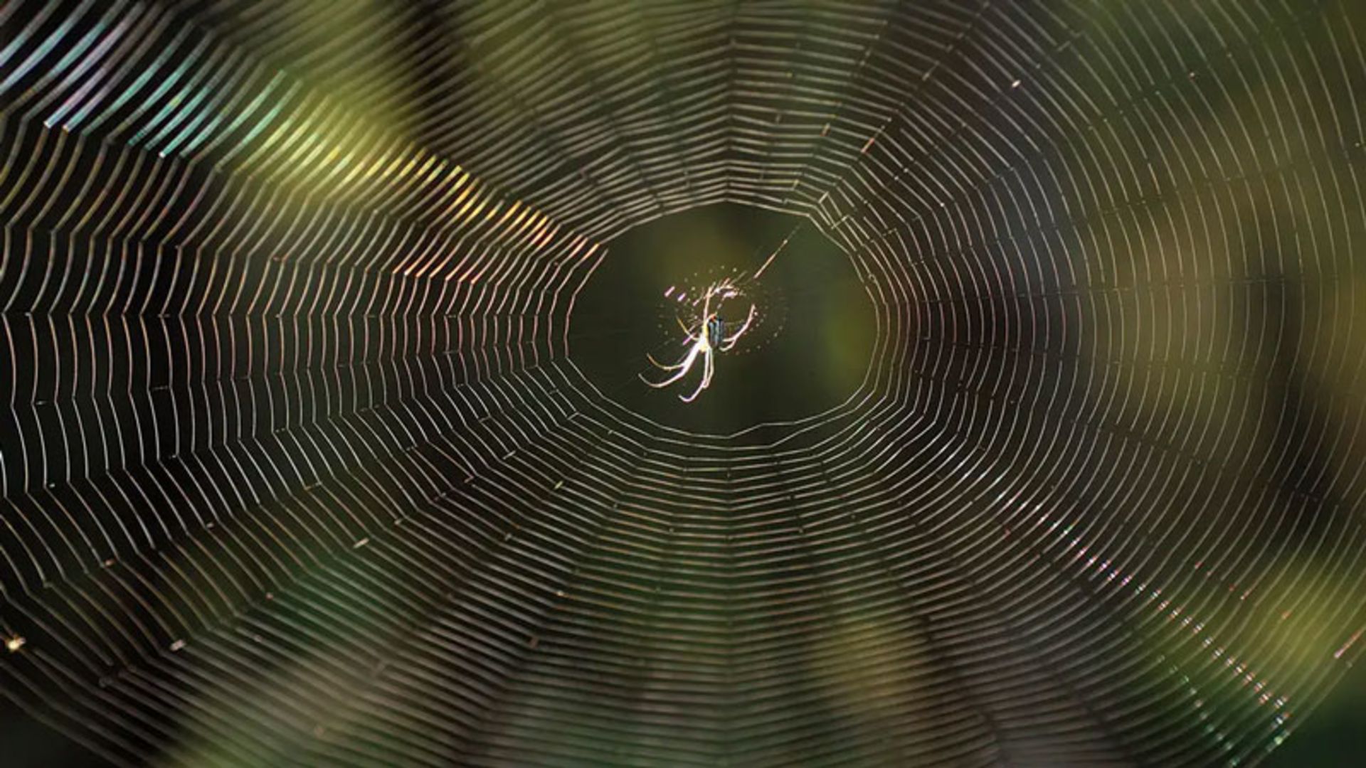 A small spider on a big spider's web