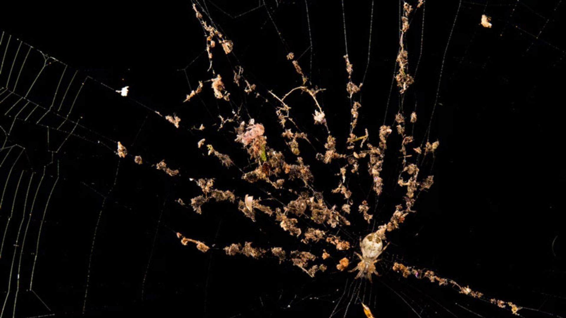 A small spider on a web with remains of plas and insects 
