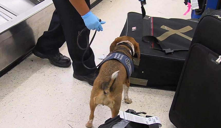 The most complete list of permitted and prohibited items on the plane