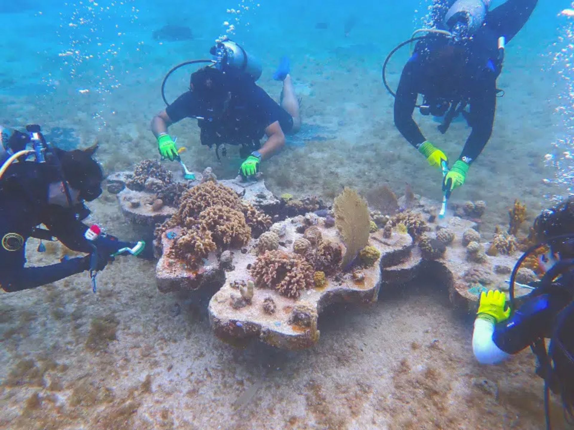 Divers plaing and cultivating coral in Cozumel