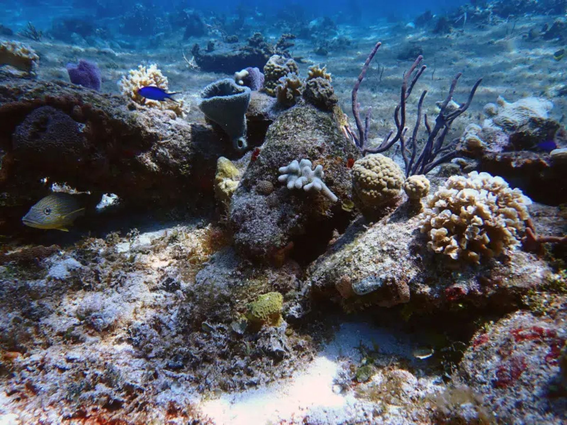 Coral reefs of Cozumel in the Caribbean Sea
