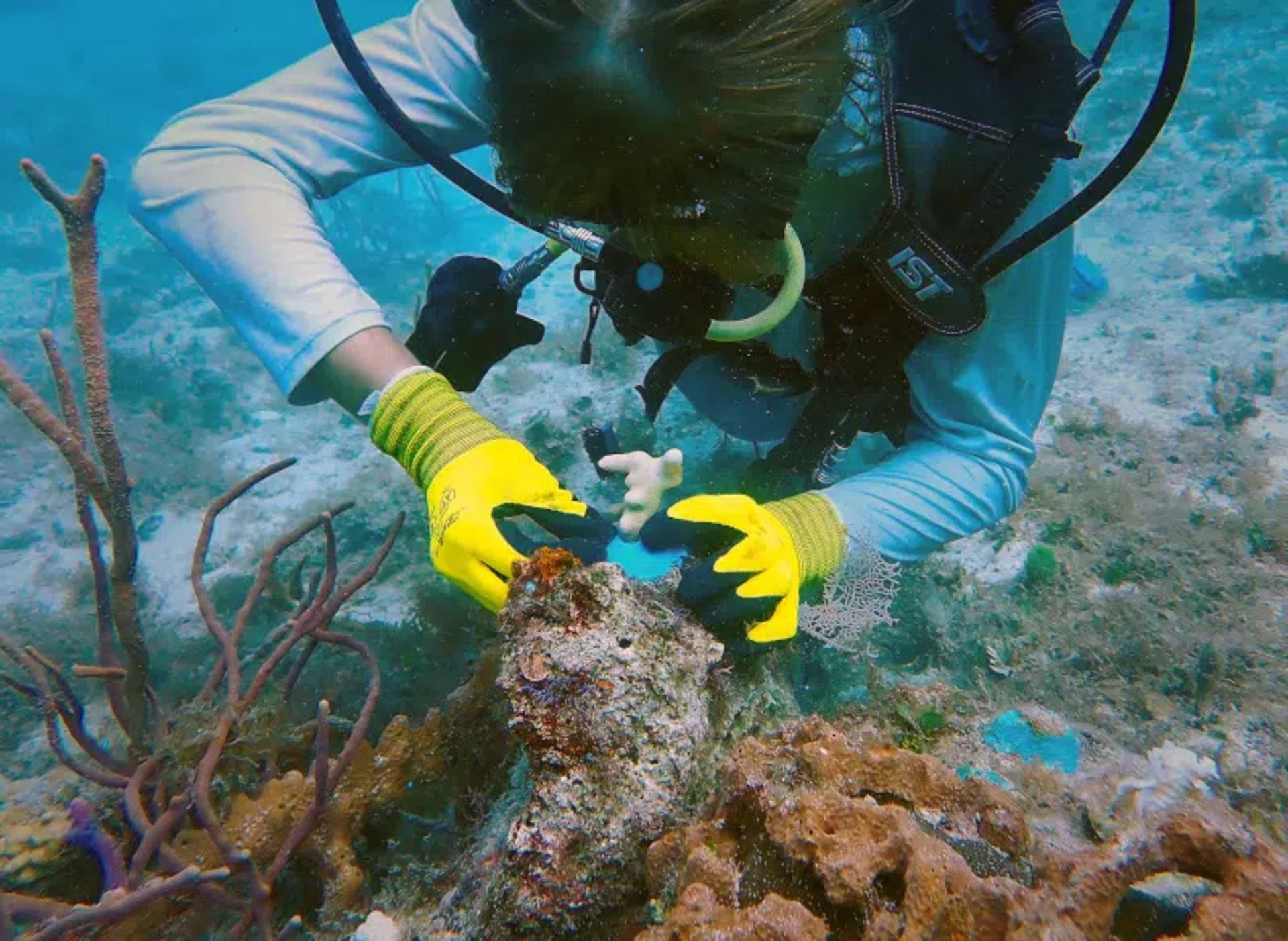 Diving while plaing and growing coral on a 3D priing platform