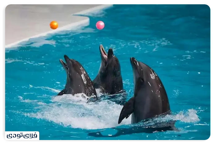 Kish Dolphin Park