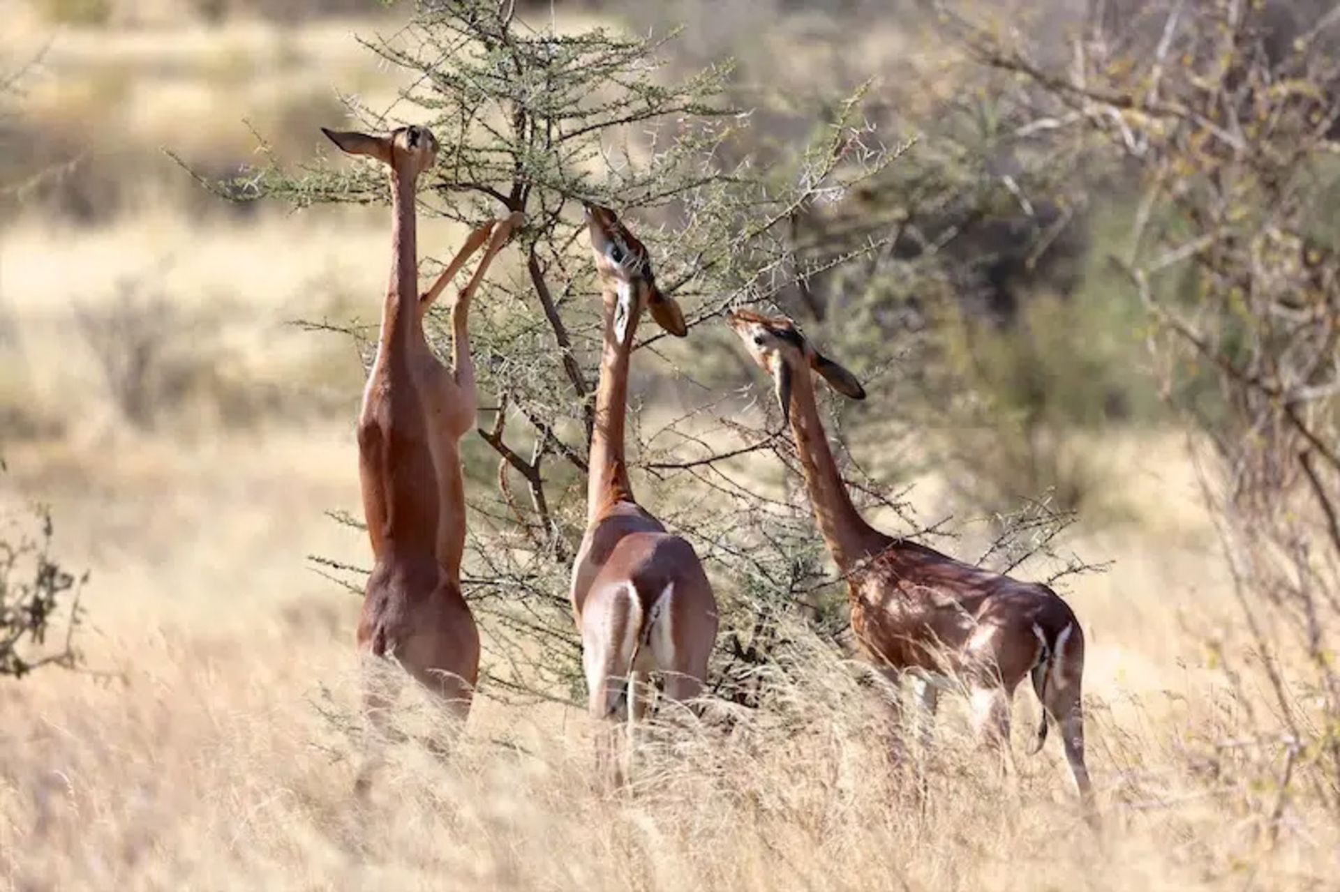 Group of young grenooks feeding