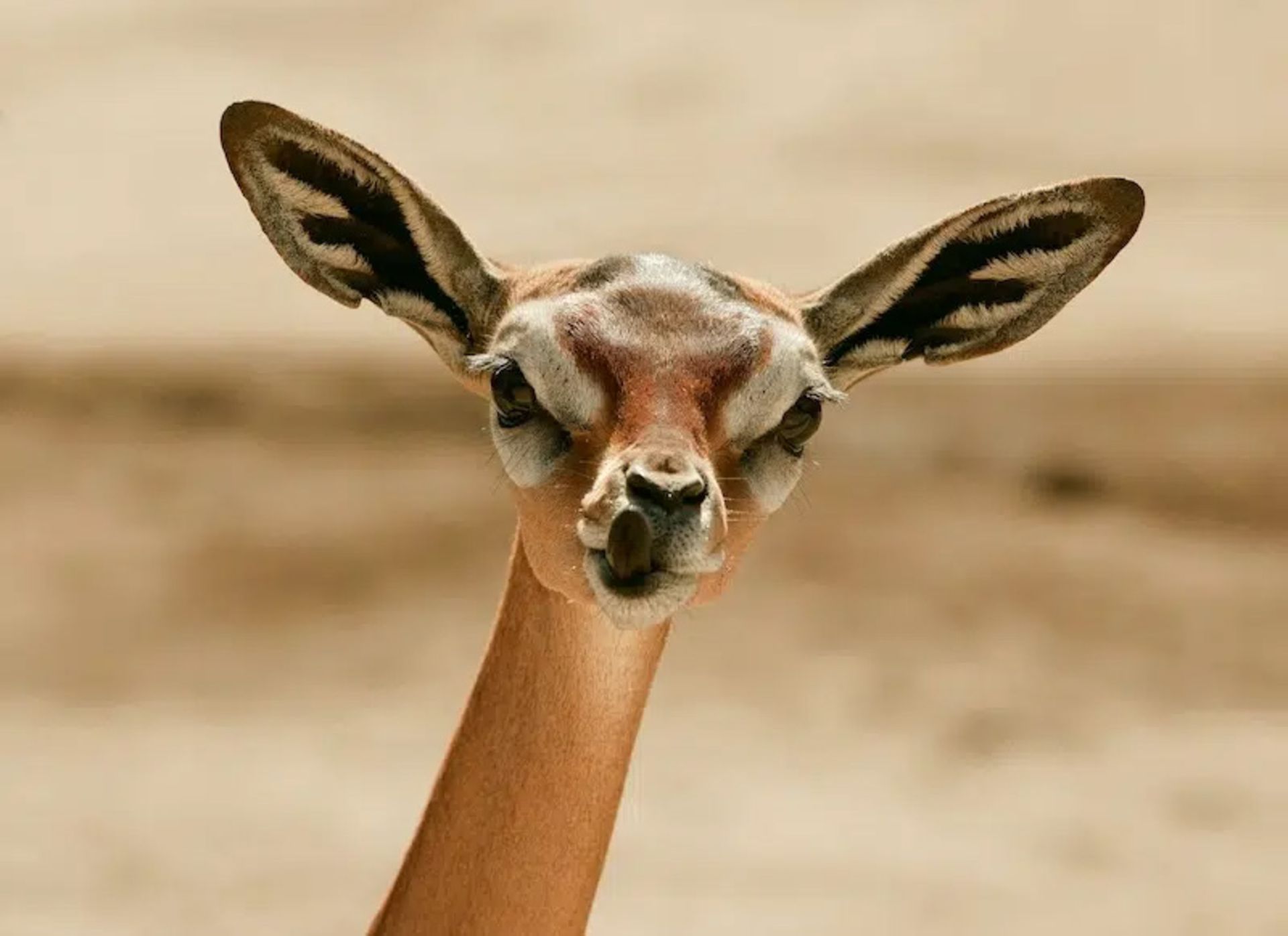 A female gronok with large ears