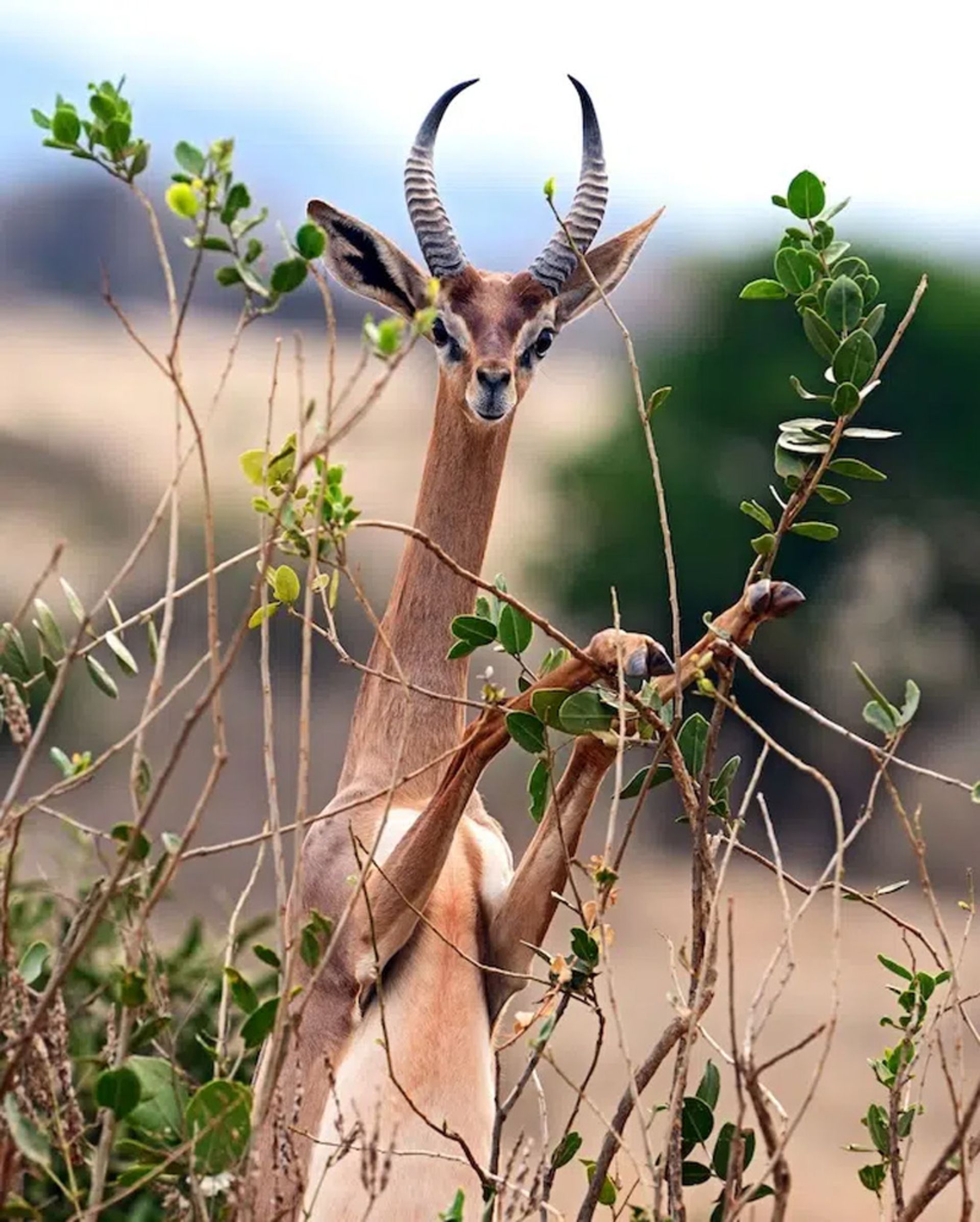Male gernok feeding in the African plains