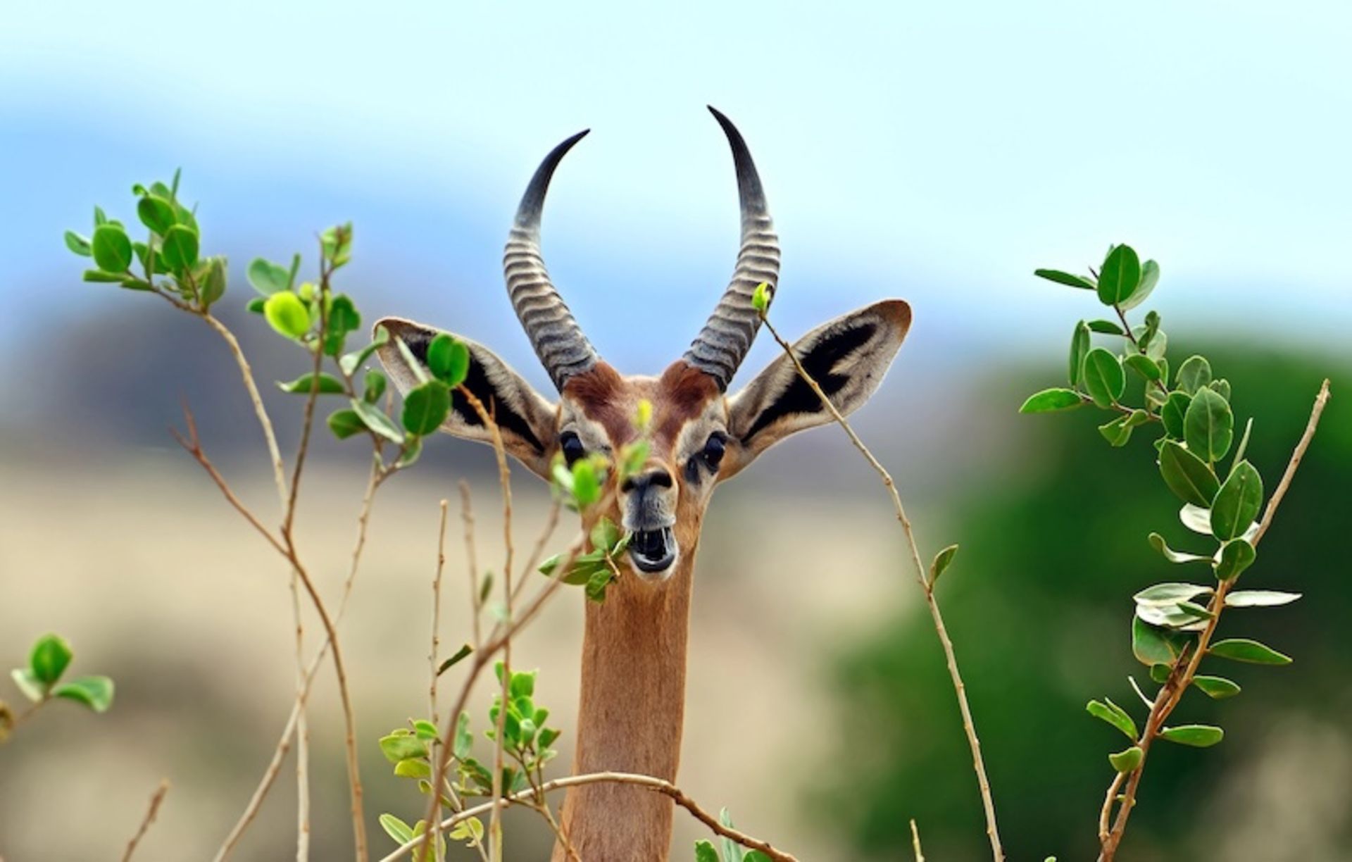 Male gronok on the branches of trees