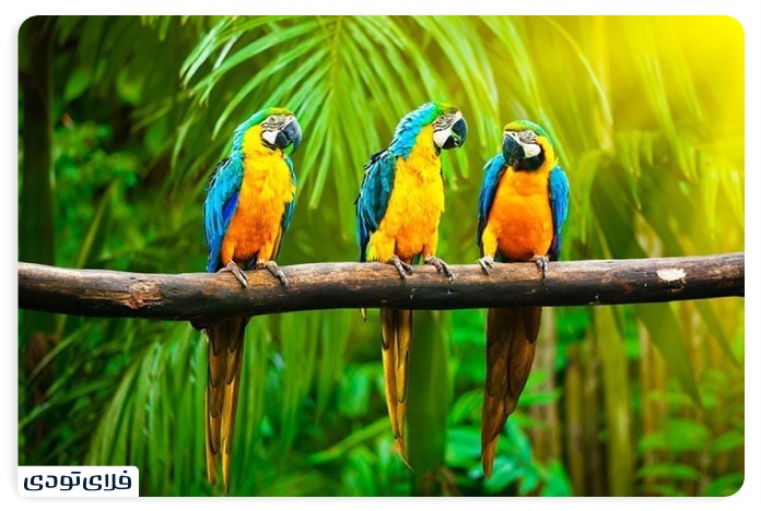 Kish bird garden
