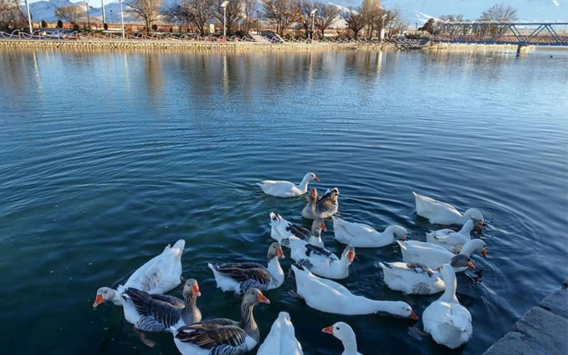 Geese swimming in the Mirage of Qorveh