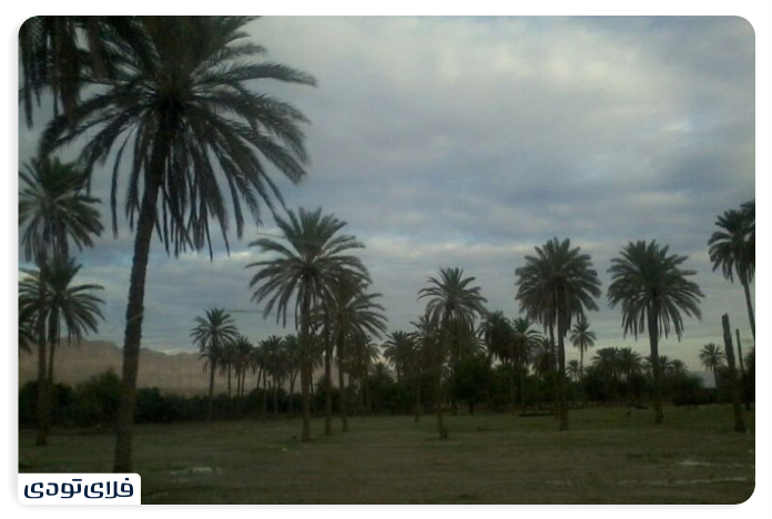 Persian groves