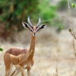 Male gronok in the African plains
