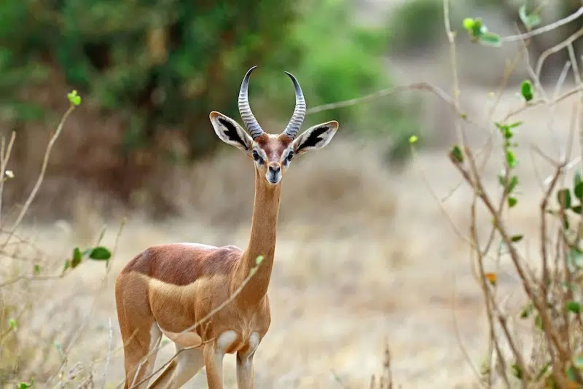 Male gronok in the African plains