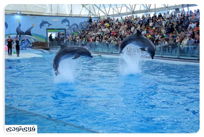 Kish Dolphinarium