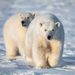 Two polar bears on the ground covered with ice and snow