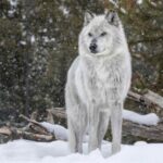 Gray wolf in the snow