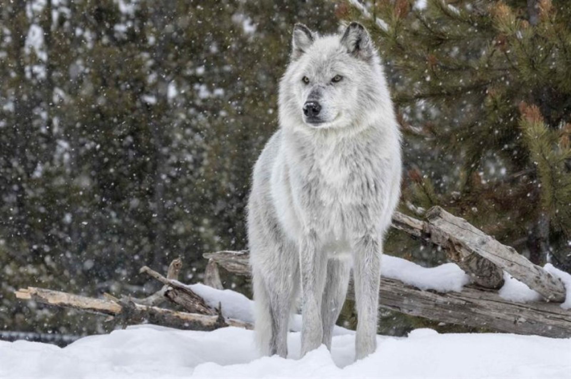 Gray wolf in the snow